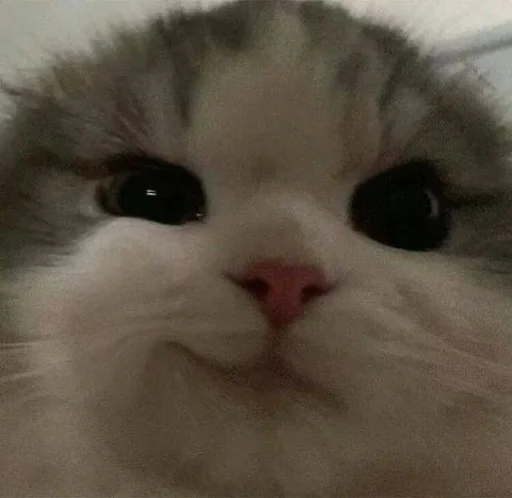 😉 Стикер «cat pack» для Telegram