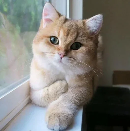 ❤️ Стикер «cat pack» для Telegram