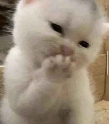 🌚 Стикер «cat pack» для Telegram