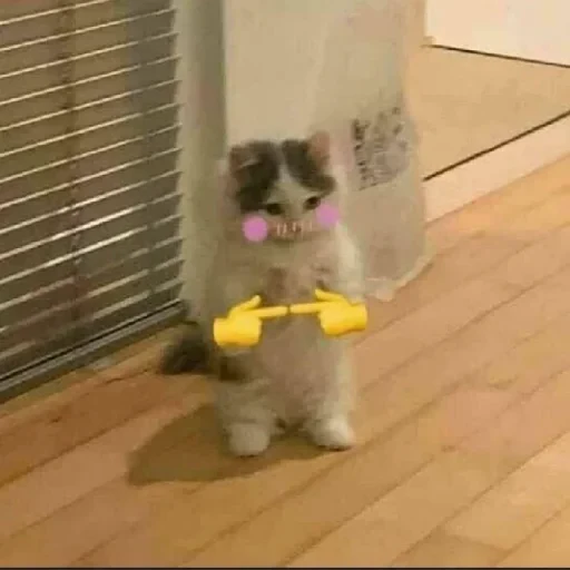 👉 Стикер «cat pack» для Telegram