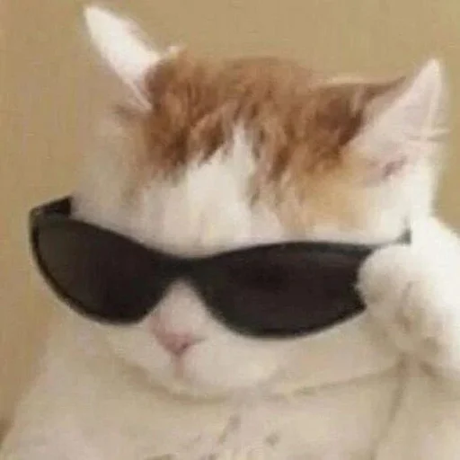 😎 Стикер «cat pack» для Telegram