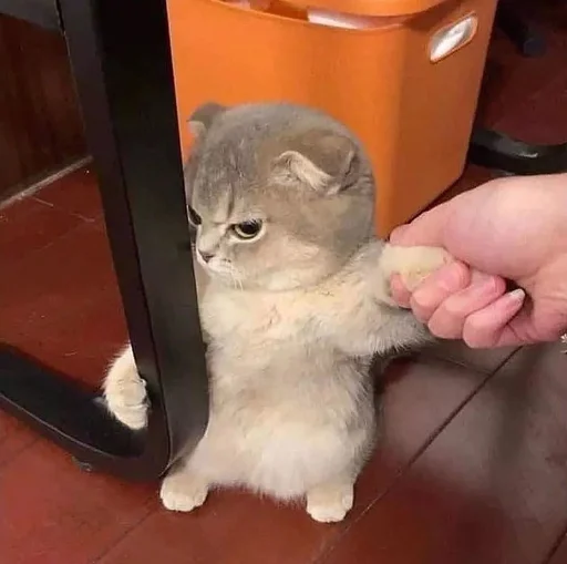 😡 Стикер «cat pack» для Telegram