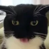 Стикер 12 Cats (2)