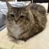 Стикер 35 Cats (2)