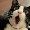 Стикер 23 Cats (2)