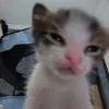 Стикер 45 Cats (2)
