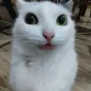 Стикер 58 Cats (2)