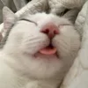 Стикер 41 Cats (2)