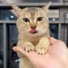 Стикер 55 Cats (2)