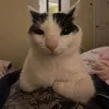 Стикер 57 Cats (2)