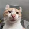 Стикер 8 Cats (2)