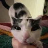 Стикер 56 Cats (2)