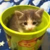 Стикер 13 Cats (2)