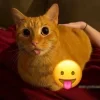 Стикер 2 Cats (2)