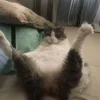 Стикер 54 Cats (2)