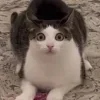 Стикер 3 Cats (2)
