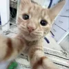 Стикер 52 Cats (2)