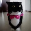 Стикер 59 Cats (2)