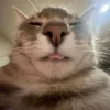 Стикер 39 Cats (2)