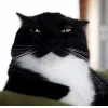 Стикер 11 Cats (2)