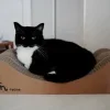 Стикер 16 Cats (2)
