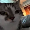 Стикер 61 Cats (2)