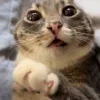 Стикер 4 Cats (2)