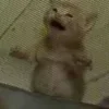 Стикер 50 Cats (2)