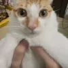 Стикер 5 Cats (2)
