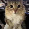 Стикер 36 Cats (2)