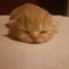 Стикер 49 Cats (2)