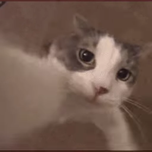 🐱 Стикер «Cats 4» для Telegram