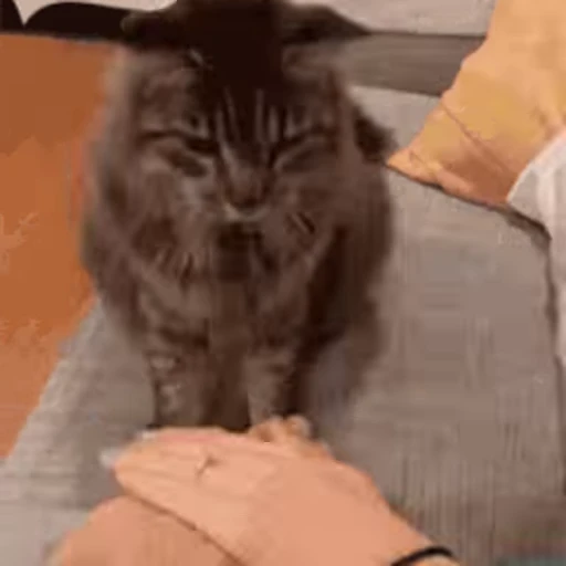 🐱 Стикер «Cats 4» для Telegram