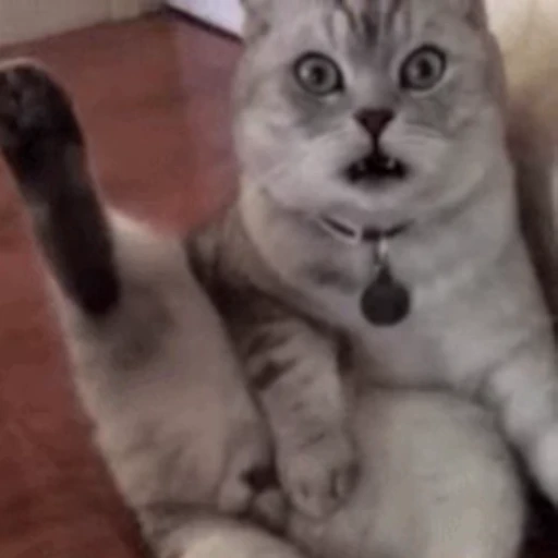 🐱 Стикер «Cats 4» для Telegram