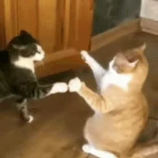 🐱 Стикер «Cats 4» для Telegram