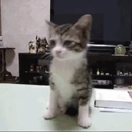 🐱 Стикер «Cats 4» для Telegram