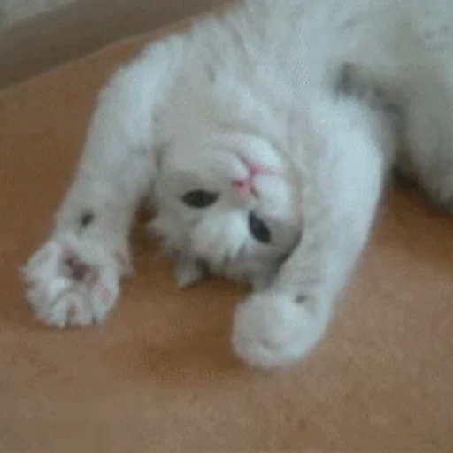 🐱 Стикер «Cats 4» для Telegram