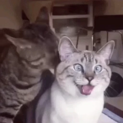🐱 Стикер «Cats 4» для Telegram