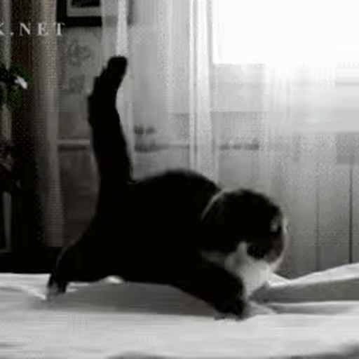 🐱 Стикер «Cats 4» для Telegram