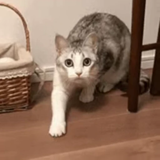 🐱 Стикер «Cats 4» для Telegram