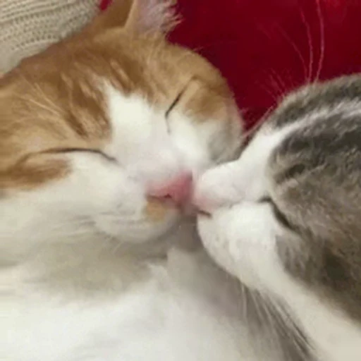 🐱 Стикер «Cats 4» для Telegram