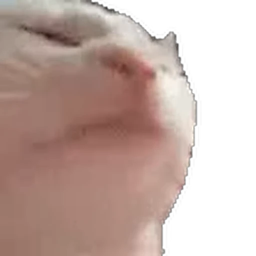 🐱 Стикер «Cats 4» для Telegram