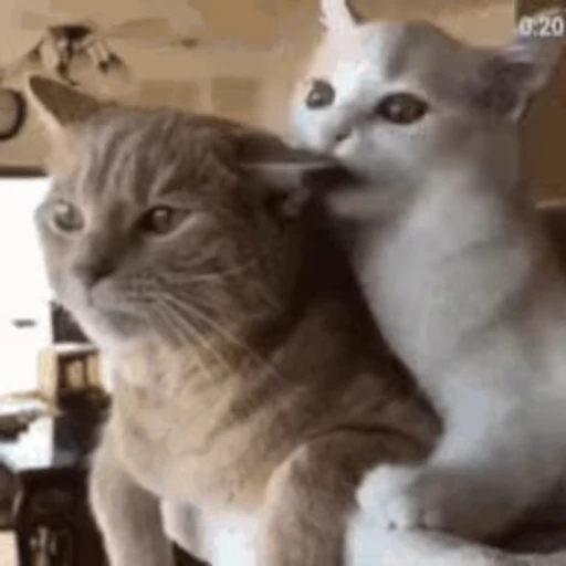 🐱 Стикер «Cats 4» для Telegram