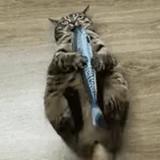 🐱 Стикер «Cats 4» для Telegram