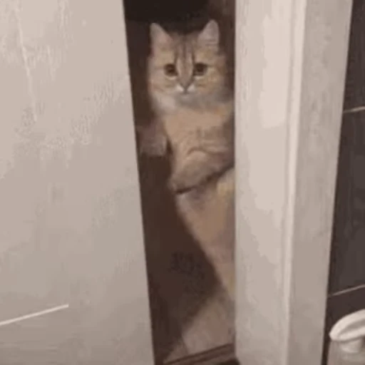 🐱 Стикер «Cats 4» для Telegram