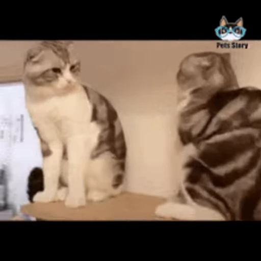 🐱 Стикер «Cats 4» для Telegram