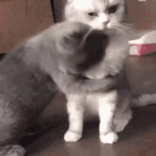 🐱 Стикер «Cats 4» для Telegram