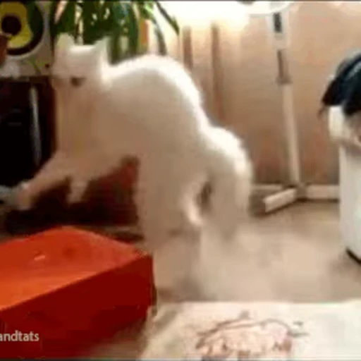 🐱 Стикер «Cats 4» для Telegram
