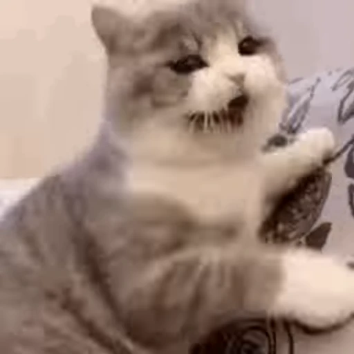 🐱 Стикер «Cats 4» для Telegram