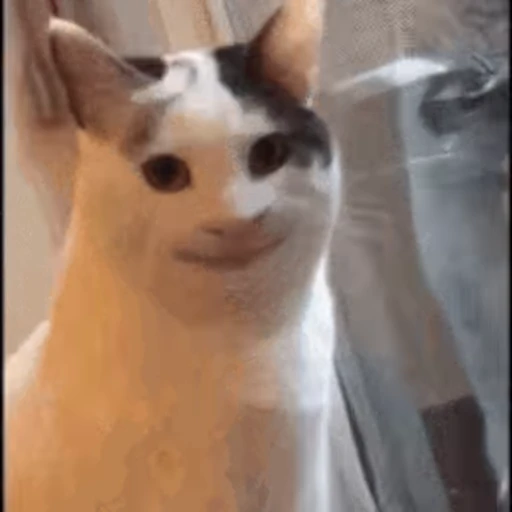 🐱 Стикер «Cats 4» для Telegram